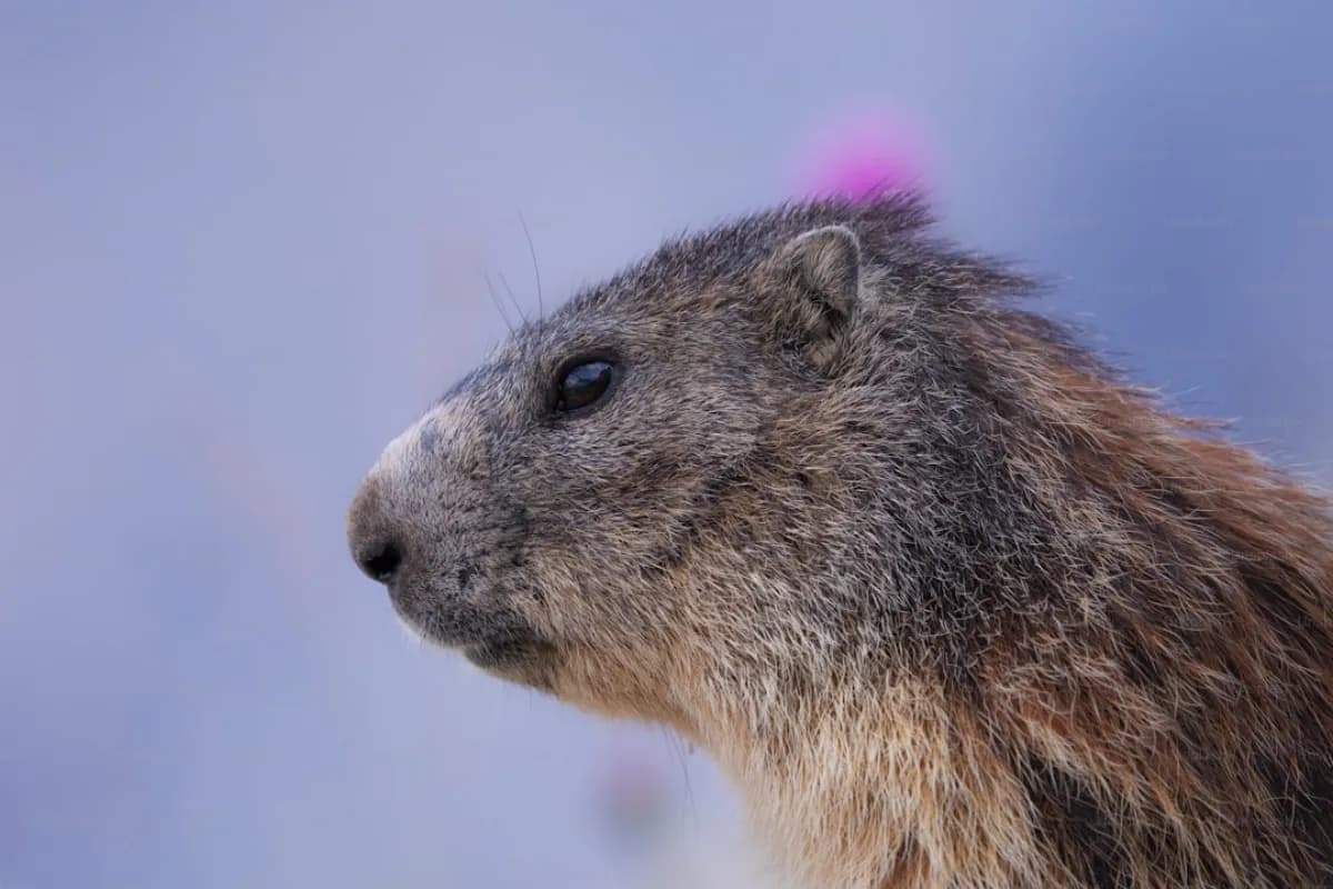 Fauna Alpina nelle Dolomiti: Guida al Birdwatching